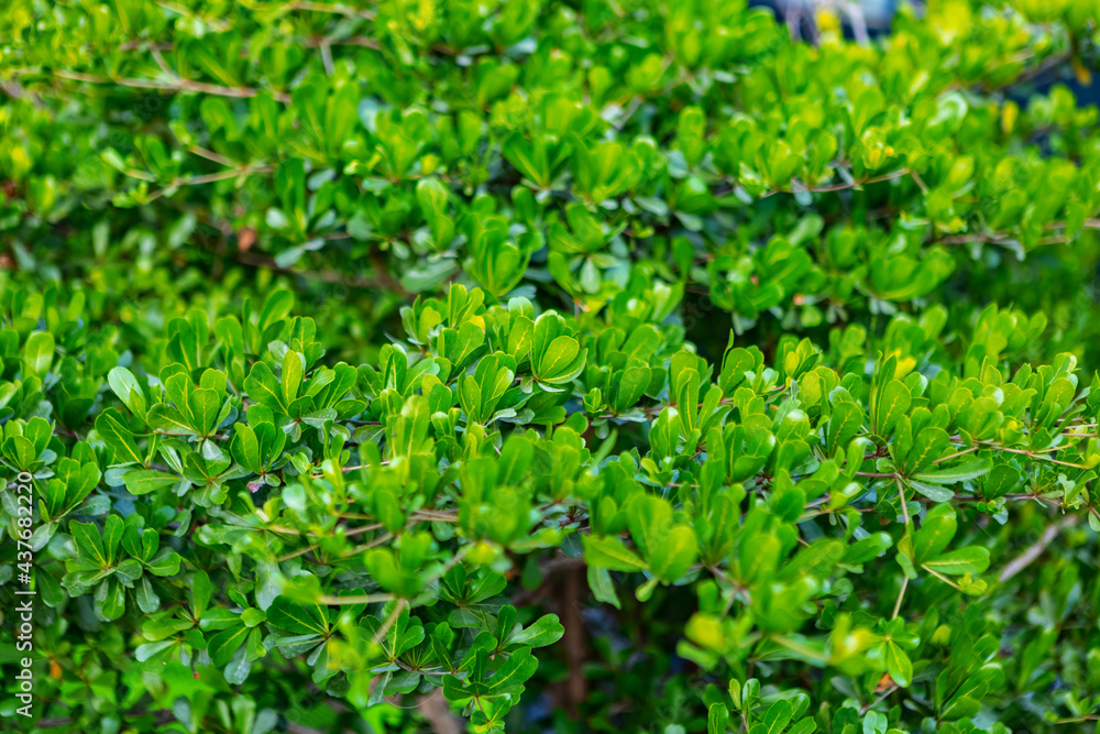 Green trimmed bush, city decoration, close up Green trimmed bush, city decoration, close up