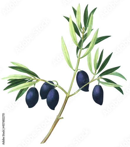 Olive tree branch with leaves and black fruits  vintage botanical illustration