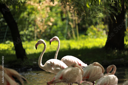spacerujące dwa flamingi obok śpiących flamingów