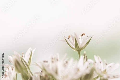 Blooming white flowers with stamen and pestle romantic bouquet on light background macro vintage effect with place for text