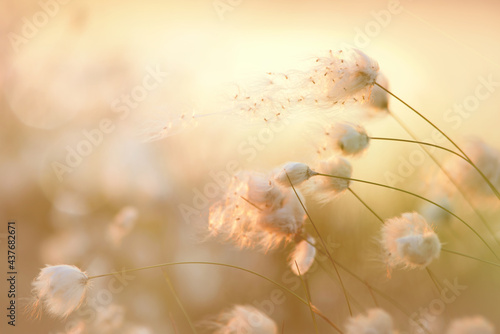 Eriophorum scheuchzeri Hoppe Wollgras im Moor mit Samen zum Abendlicht