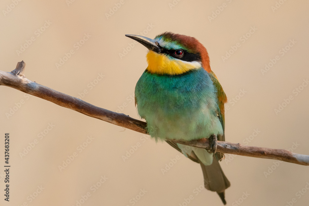 European Bee-Eater
