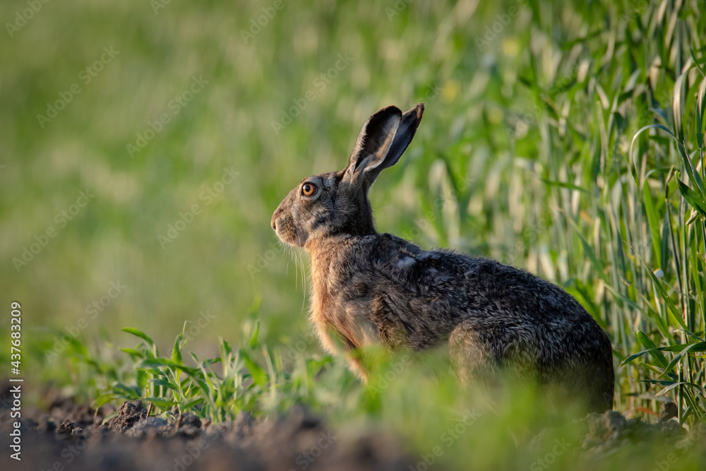 Common hare