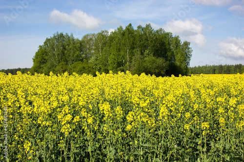 Suburbs of Grodno. Belarus. Rapeseed field with bright yellow unusual flowers against the background of the spring blue sky. © Volha