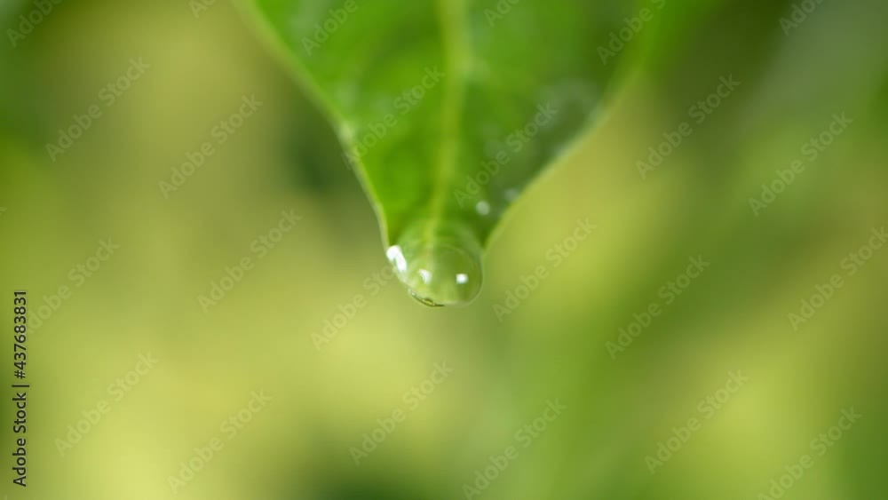 Super slow motion of dripping water drop filmed with macro lens. Filmed on high speed cinema camera, 1000fps. Super slow motion of dripping water drop filmed with macro lens. Filmed on high speed cinema camera, 1000fps.