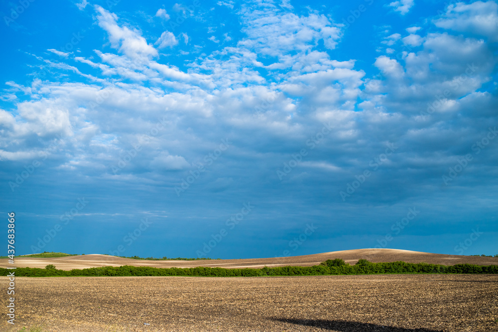 Cereal spring field with seeds cropped in rows and blue sky background Cereal spring field with seeds cropped in rows and blue sky background