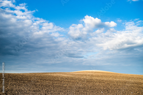 Cereal spring field with seeds cropped in rows and blue sky background
