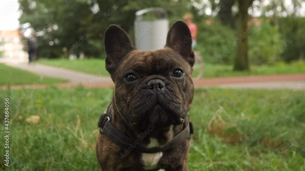 Curious French bulldog staring into camera. Close up of face. Curious French bulldog staring into camera. Close up of face.