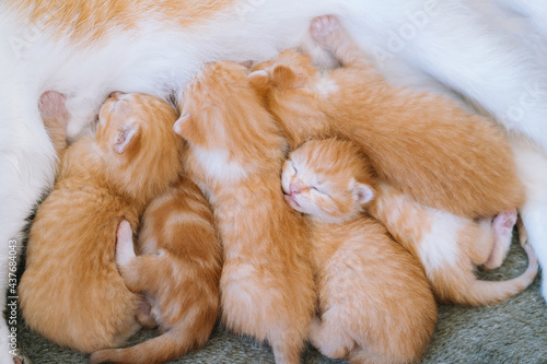Newborn baby red cat drink their mother's milk. Cat feeding small cute ginger kitten. Domestic animal. Sleep and cozy nap time. Comfortable pets sleep at cozy home 
