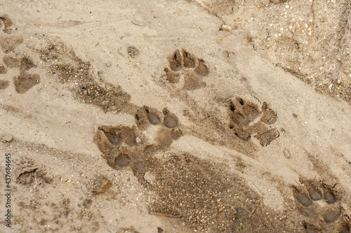 Pets footprints on sand