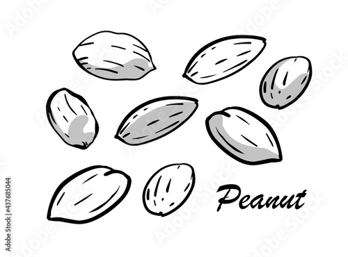 Hand-drawn peanuts with shadows. Outline style, ink drawing vector illustration on isolated background.
