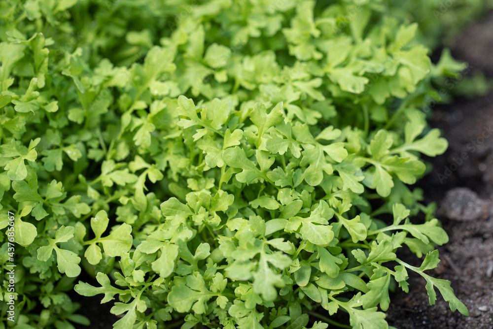 Rucola Rucola