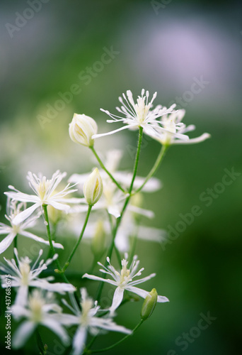 立ち上がった茎に咲くセンニンソウの花1