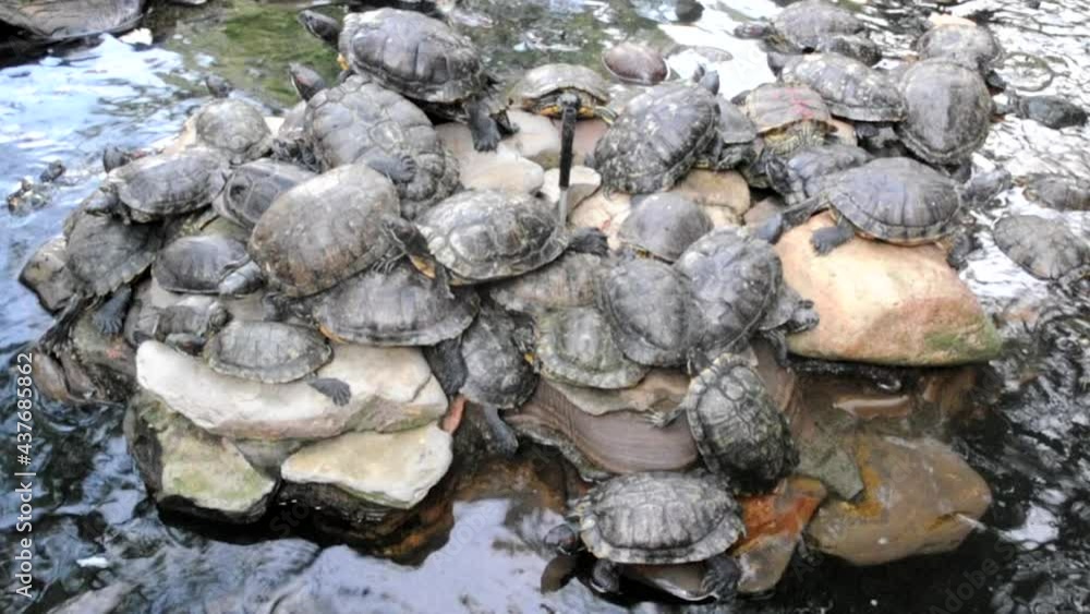 A group of turtles resting on top of a rock in the sun A group of turtles resting on top of a rock in the sun