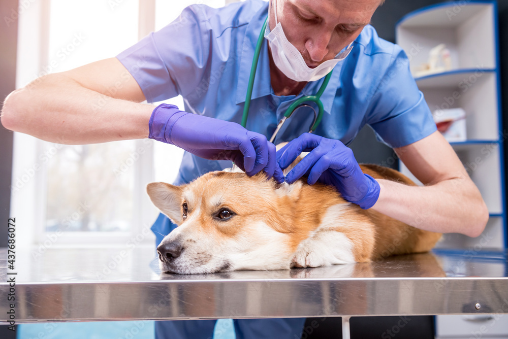 Veterinarian examines the ears of a sick Corgi dog Veterinarian examines the ears of a sick Corgi dog
