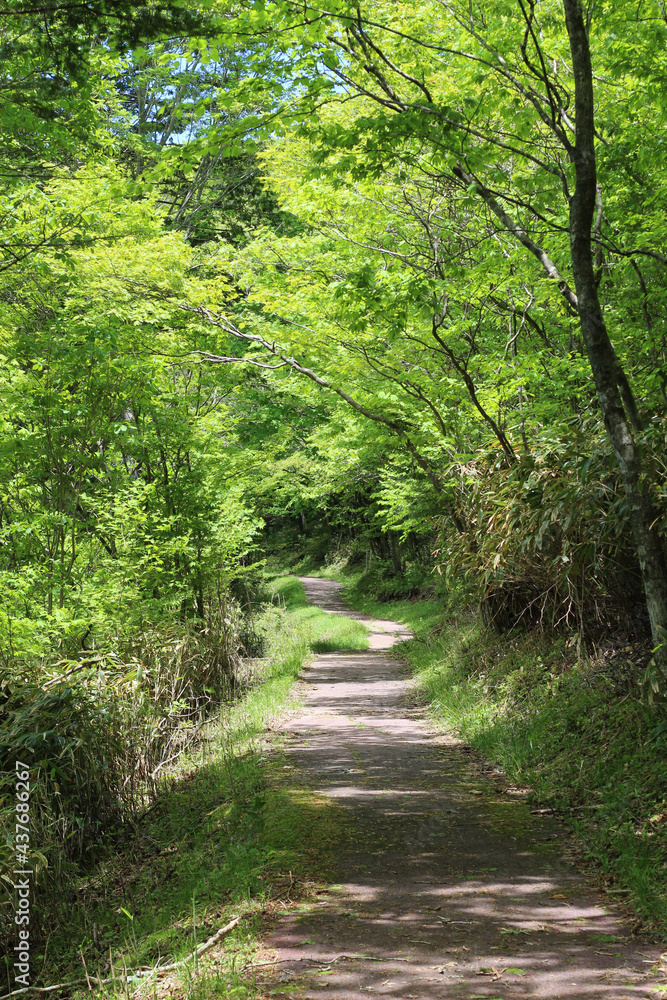 森林公園の遊歩道