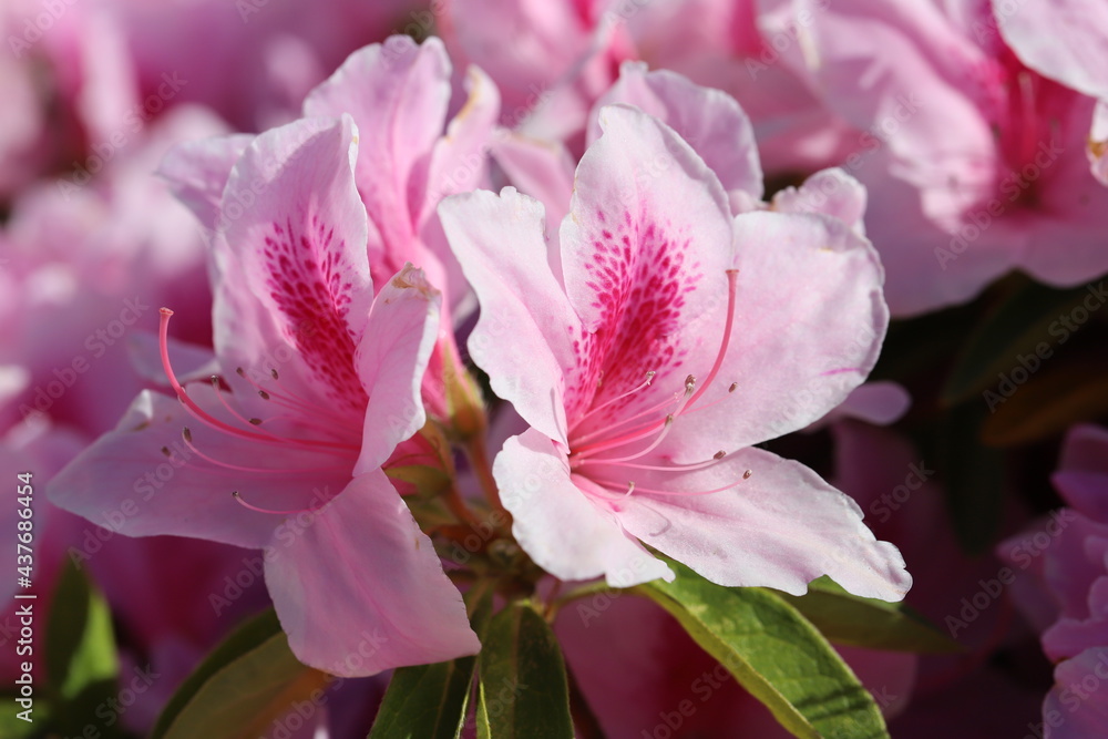春の公園に咲く薄いピンク色のツツジの花