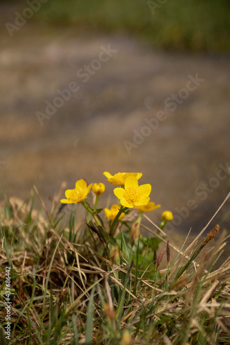 Yellow flowers (Caltha palustris) grow on the bank of the stream