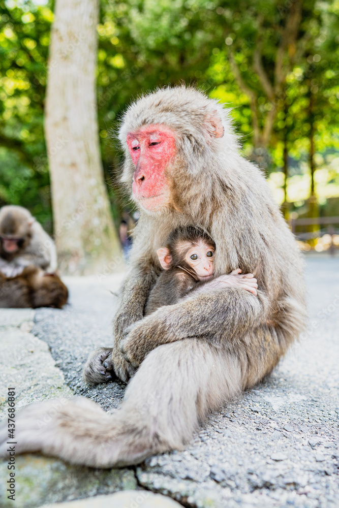 Fototapeta premium 猿