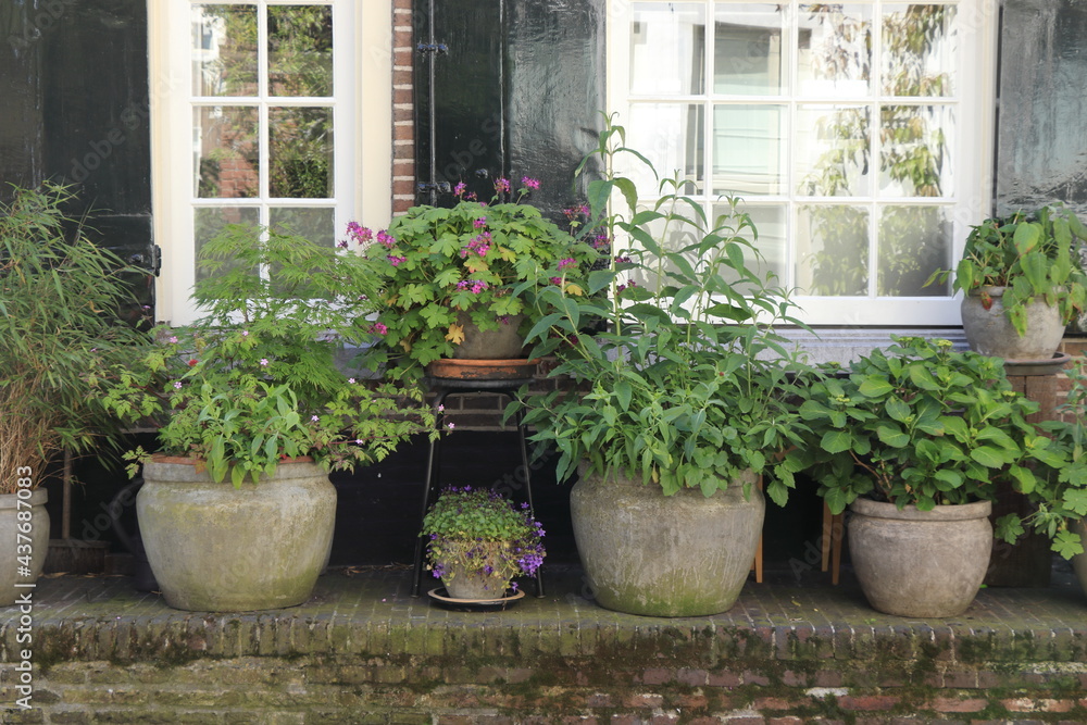 Amsterdam Jordaan Pavement with Potted Plants and Flowers in front of a Window Amsterdam Jordaan Pavement with Potted Plants and Flowers in front of a Window
