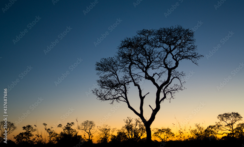 Ipe tree at sunset