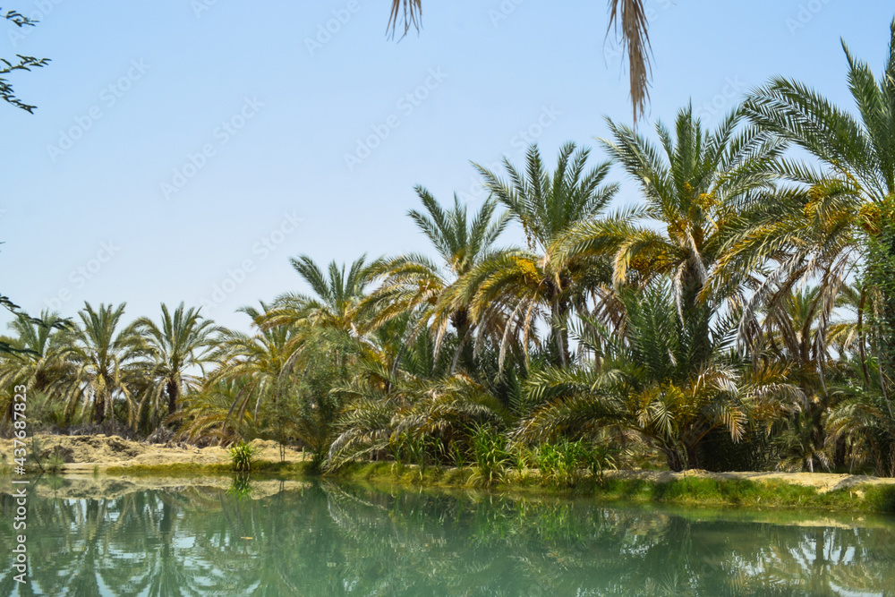 sweet fruit dates palm trees green plant leaf close up in  garden, flora grass fresh environment nature wallpaper background garden photo