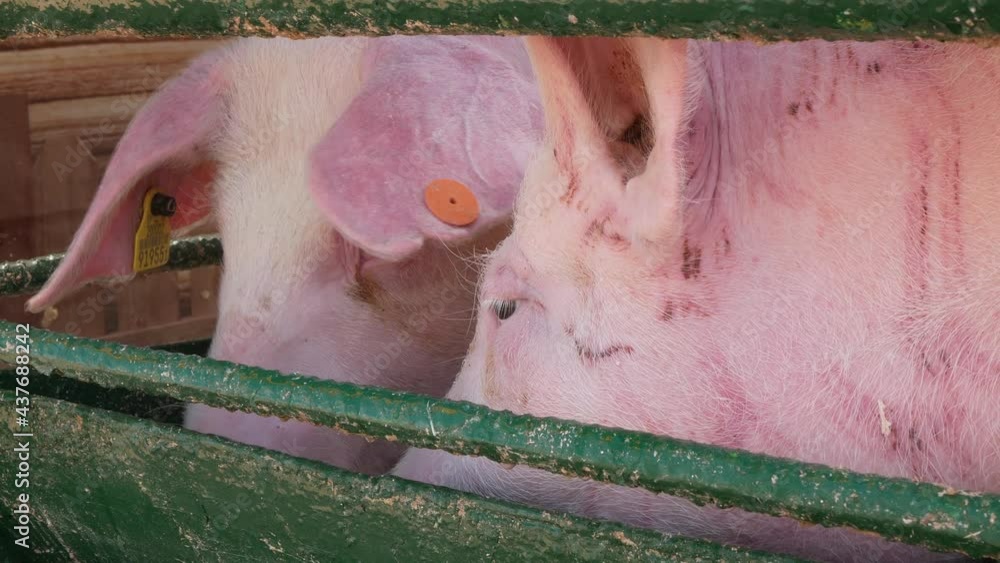 Two clean and sleek domesticated swine are drinking water. White pigs close up Two clean and sleek domesticated swine are drinking water. White pigs close up