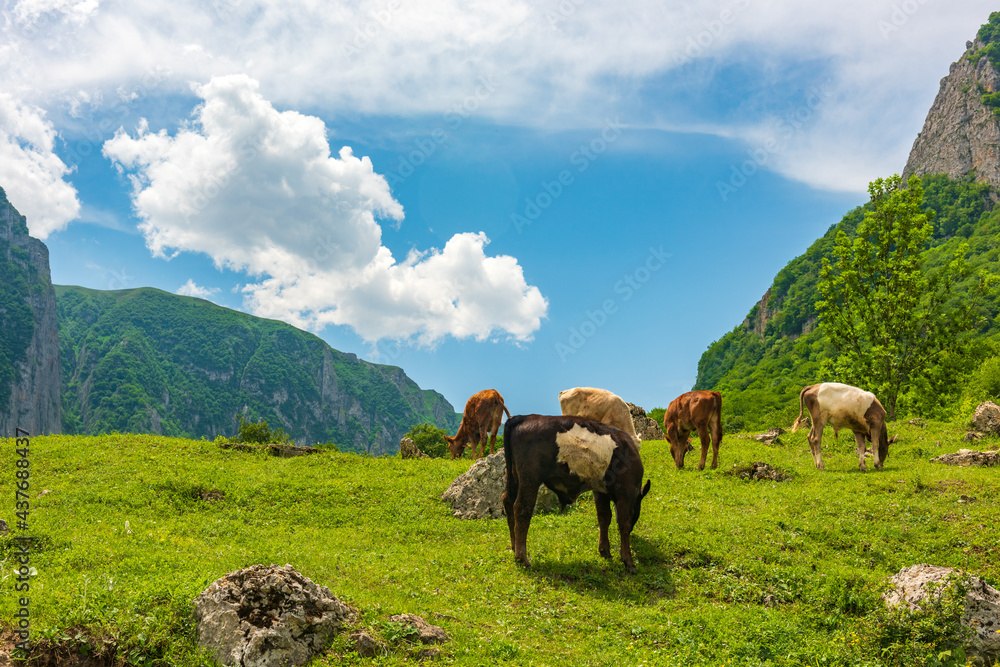 Naklejka premium Cows grazing on a green meadow in highlands