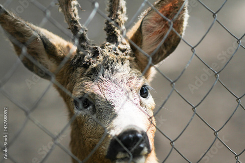 Deer with sad eyes in a zoo cage, close up. Animal rights. Selective focus. photo