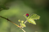 Ladybug on a leaf in the nature