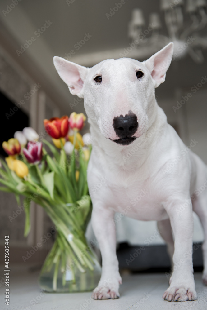 a bull terrier with flowers is standing in the bedroom