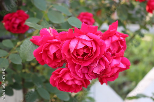 Red rose beautiful flower on background.Nature