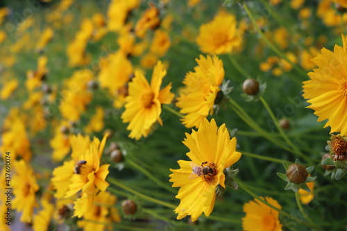 Beautiful yellow korean flower on background.Nature
