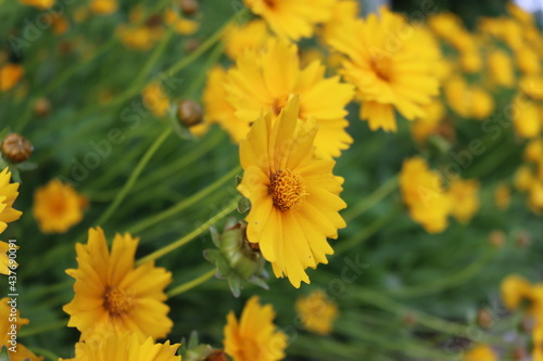 Beautiful yellow korean flower on background.Nature