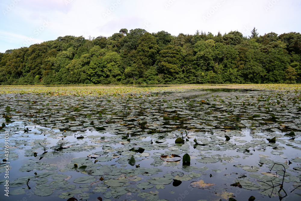 Forest Lake Covered with Lily Pads Forest Lake Covered with Lily Pads