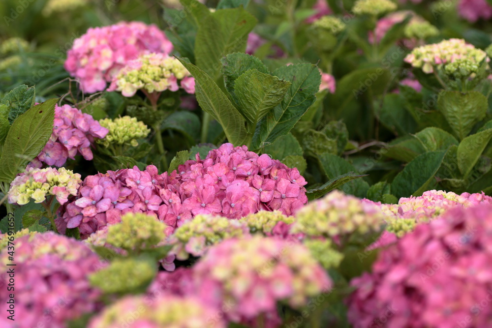 In Japan, hydrangeas start blooming from June to July In Japan, hydrangeas start blooming from June to July
