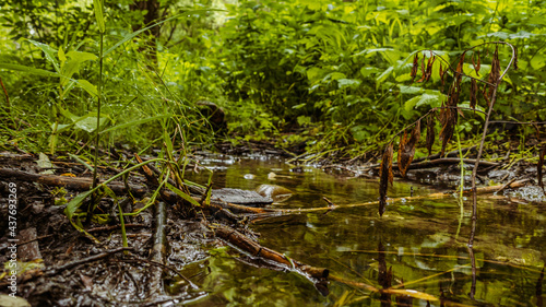 Fototapeta Naklejka Na Ścianę i Meble -  Forest Ambience with Water and Plants 