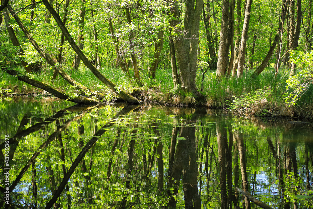 The nature reserve briese swamp (Briesetal) in federal state Brandenburg - Germany