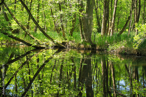 The nature reserve briese swamp  Briesetal  in federal state Brandenburg - Germany