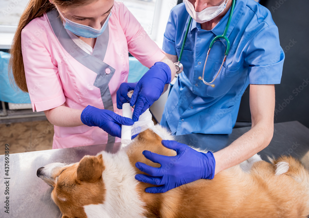 Veterinarian team bandages the paw of a sick Corgi dog Veterinarian team bandages the paw of a sick Corgi dog