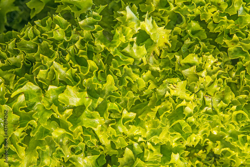 green salad in a closeup photo