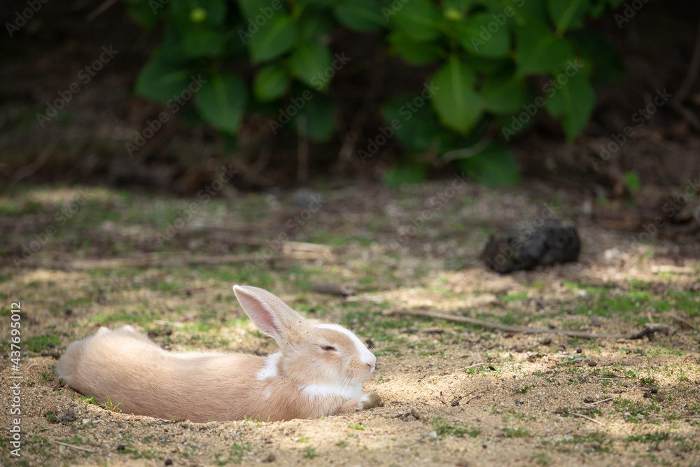 Fototapeta premium 瀬戸内海国立公園大久野島のうさぎ 広島県竹原市