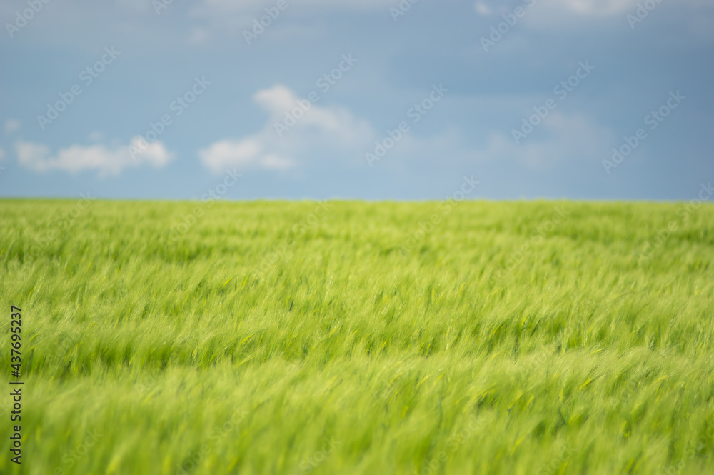 Summer landscape, wheat field on a summer day Summer landscape, wheat field on a summer day