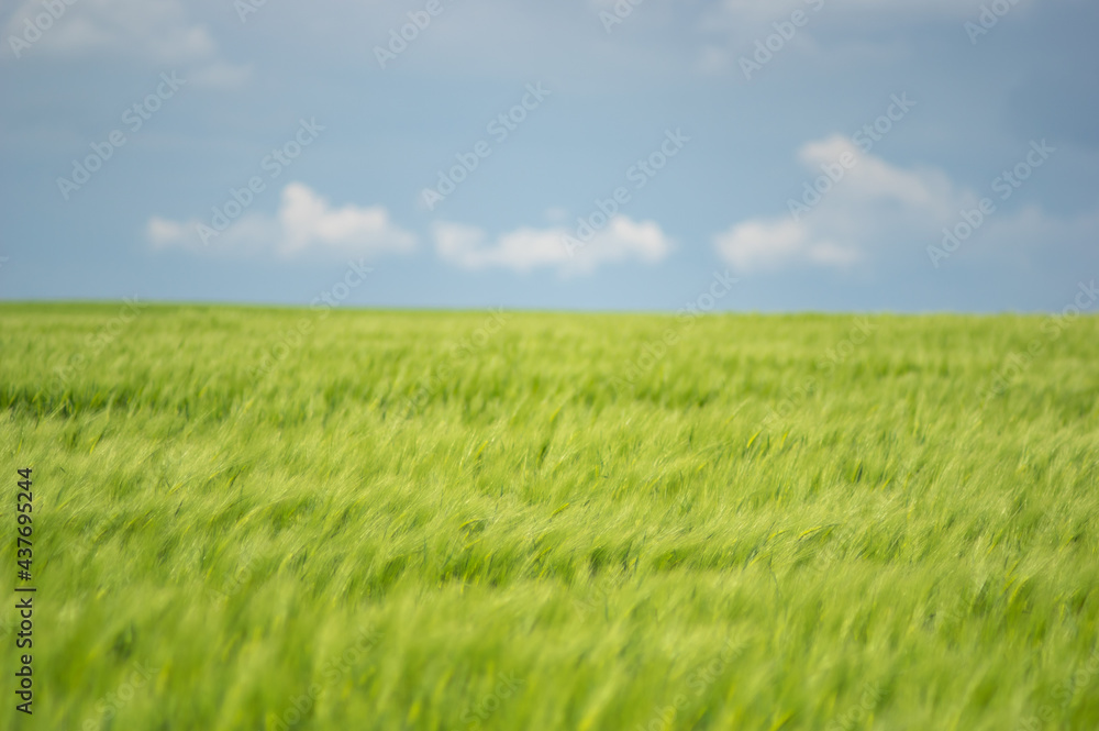 Fototapeta premium Summer landscape, wheat field on a summer day