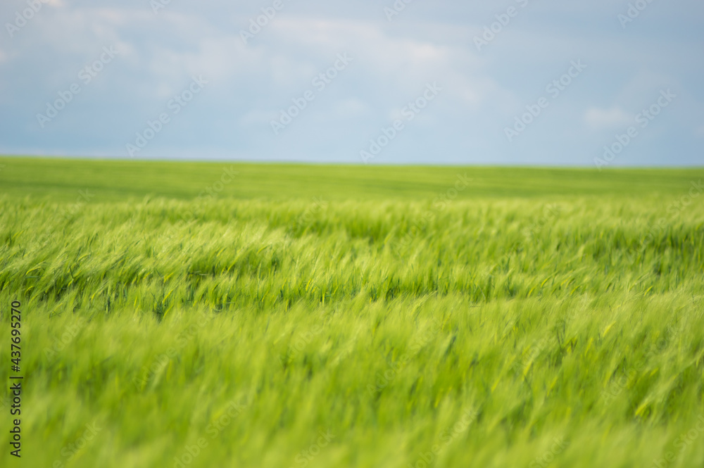 Fototapeta premium Summer landscape, wheat field on a summer day