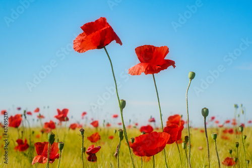 Red poppy flowers field in the sunny spring rural Serbia