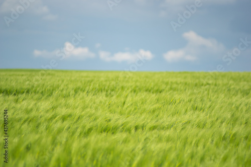 Summer landscape  wheat field on a summer day