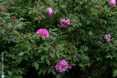Wild roses flowers in the garden
