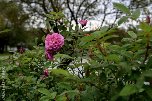 Blooming rosehips with large buds