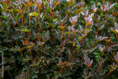 Red and yellow leaves